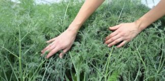 Городники розповіли, як виростити ароматний кріп на підвіконні 