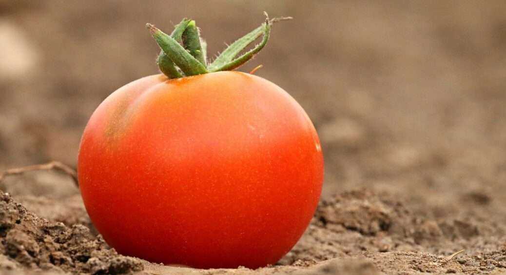 Недарма його використовують мільйони: найкраще добриво для помідорів, яке робиться зовсім елементарно 