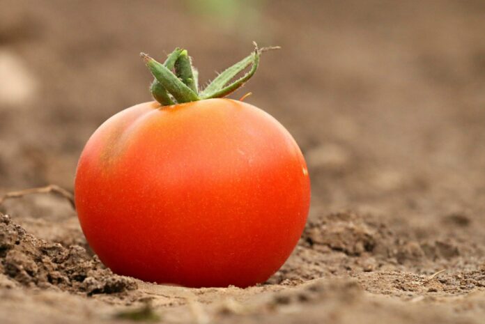 Як позбутись від фітофори на помідорах