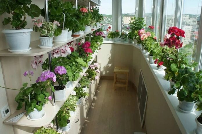 Вибираємо рослини для домашньої оранжереї на балконі