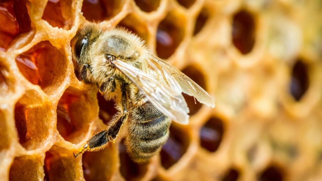 Як вдома створити бджолину міні-ферму 