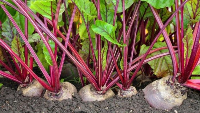 Як досвідчені садівники підживлюють буряки для багатого врожаю Як досвідчені садівники підживлюють буряки для багатого врожаю