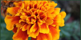 Експерти розповіли, як приготувати корисний чай із чорнобривців