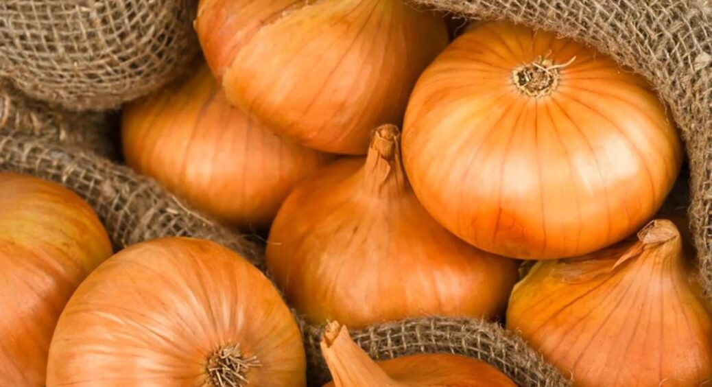 Цей сорт цибулі сію завжди і буду сіяти. Виростає солодкий безпроблемний врожай при будь-яких погодних умовах 