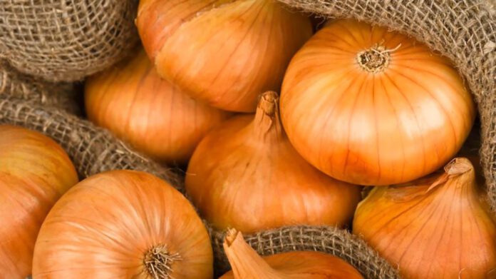 Штутгартер Ризен - цей сорт цибулі сію завжди Штутгартер Ризен - цей сорт цибулі сію завжди