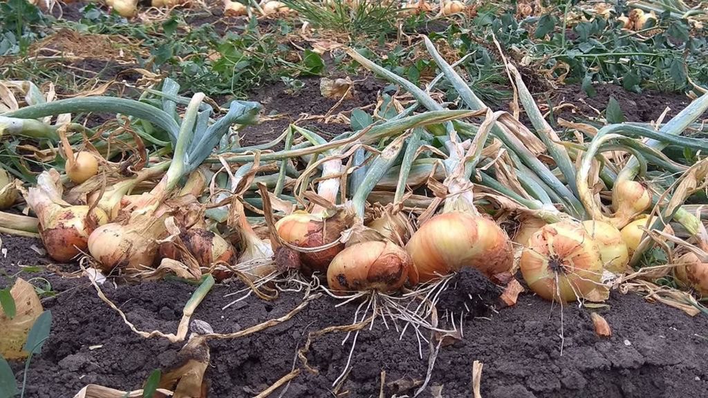 Коли найкраще садити цибулю в жовтні 2023 року