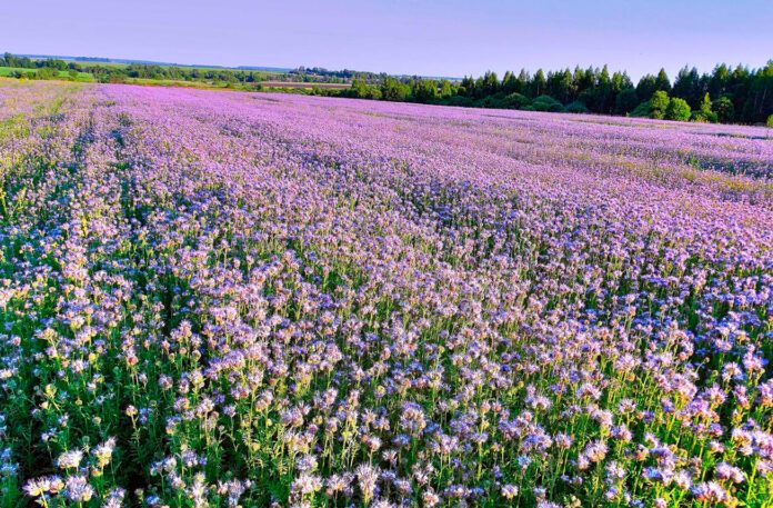 Які рослини найкраще відновлюють грунт 