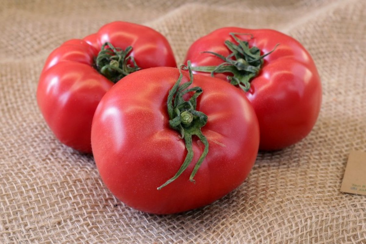 Дачники розкрили головні 4 секрети вирощування соковитих томатів