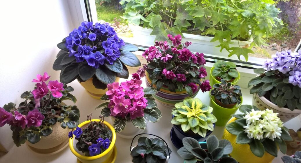 Внесла це у коріння фіалок і отримала диво-цвітіння: так багато квіток на одній рослині ніхто ще не бачив 