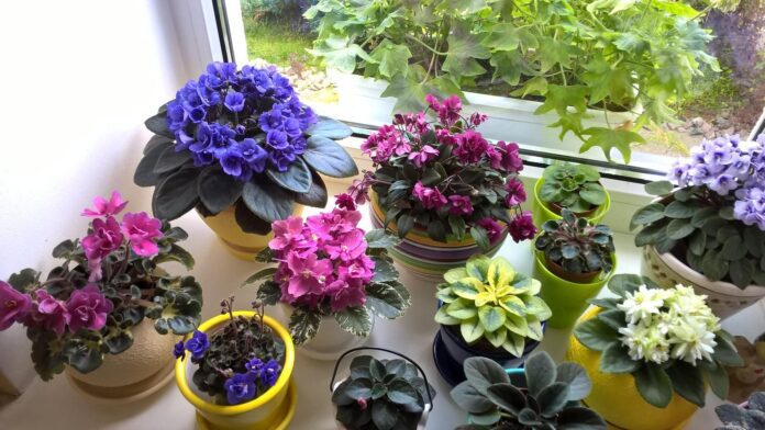 Що зробити, щоб домашня фіалка заквітла: поради садівників Що зробити, щоб домашня фіалка заквітла: поради садівників