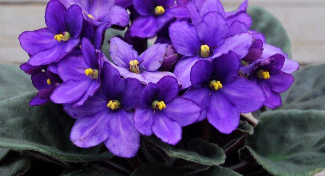 Проверніть цю хитрість з фіалками, і вони віддячать гарним пишним цвітінням: лайфхак з догляду за сенполією 