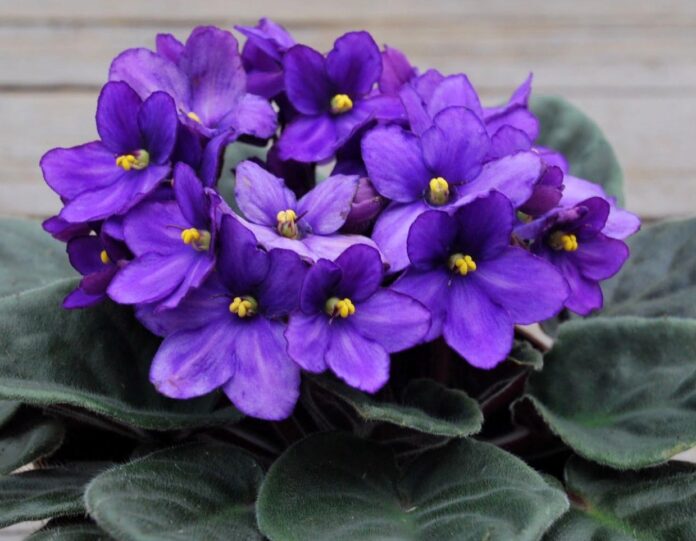 Квітникар розповів, як правильно доглядати за сенполією Квітникар розповів, як правильно доглядати за сенполією