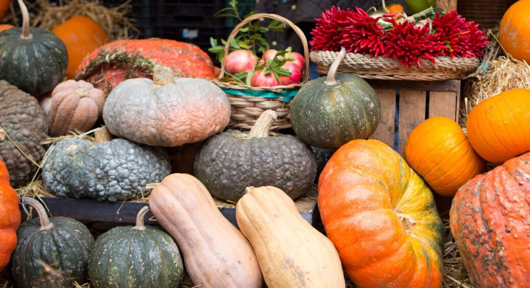 Цей сорт гарбуза сіяла і буду сіяти на наступний рік: усі сусіди побачили плоди та тихо заздрили 