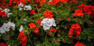 Городники розповіли, навіщо підживлювати герань банановою шкіркою