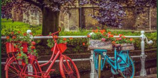 Після цього розчину герань цвіте, як скажена