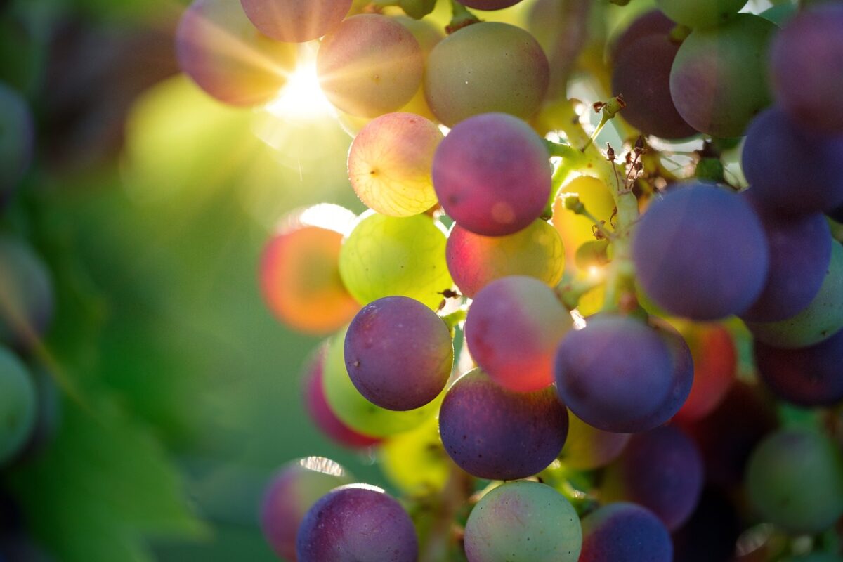 Експерти розповіли, як правильно підготувати виноград до зимівлі та низьких температур