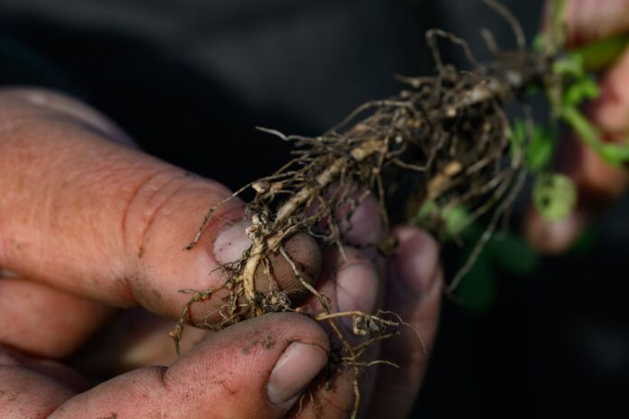 Як зробити землю родючою на наступний рік Як зробити землю родючою на наступний рік