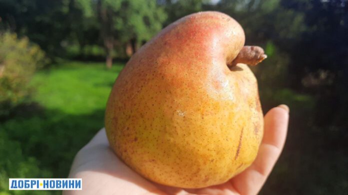 Садівник назвав найродючіші сорти груші для дачі Садівник назвав найродючіші сорти груші для дачі