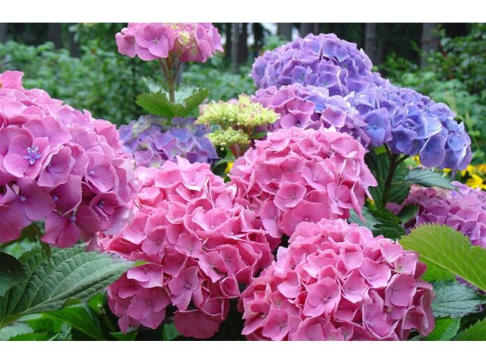 Садівник розповів, чому корисно висаджувати квіти у вересні Садівник розповів, чому корисно висаджувати квіти у вересні