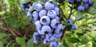 Експерти назвали секрети вирощування солодкої лохини