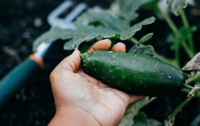 Городник розповів, чим можна збільшити врожай огірків Городник розповів, чим можна збільшити врожай огірків