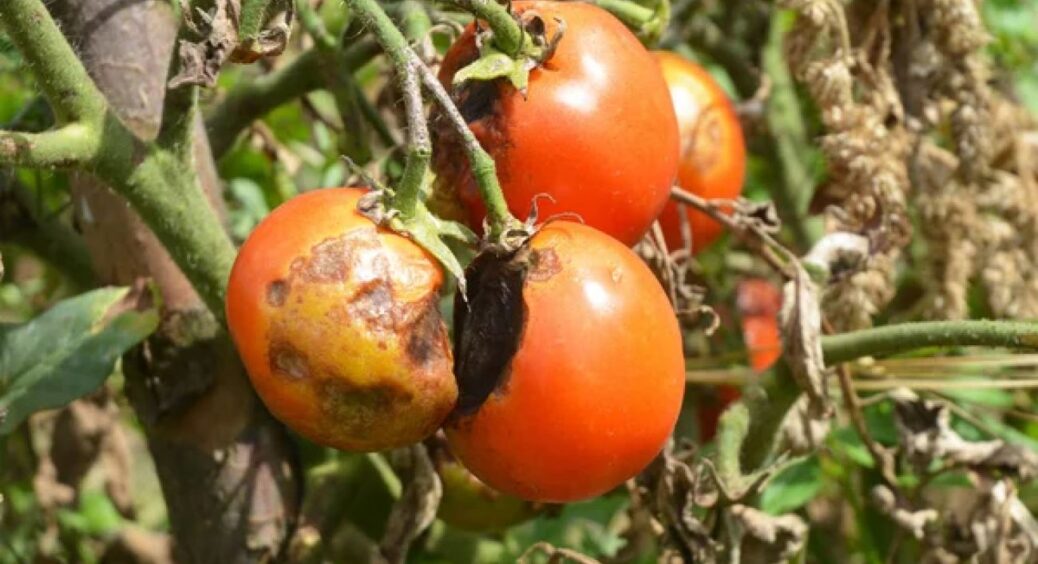 Змішала одразу три сидерата і на моїй картоплі та помідорах більше немає ніякої фітофтори: перевірено 