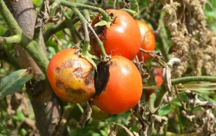 Як позбутися фітофтори на помідорах раз і назавжди