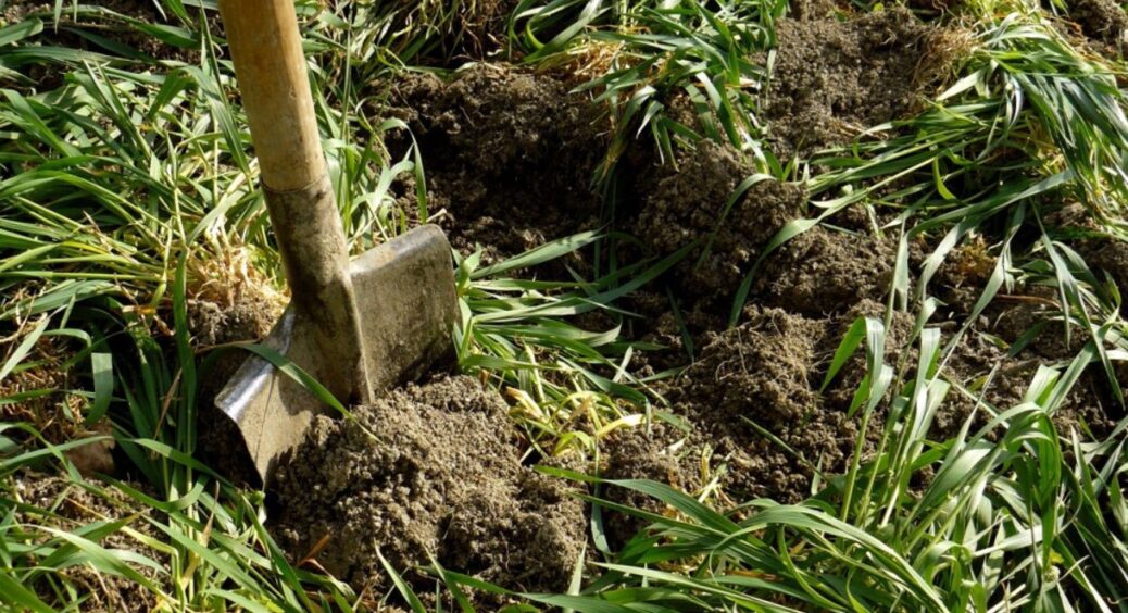 Внесла ці добрива у землю восени, а на наступний рік отримала врожай вдвічі більший: сусідка тихо заздрить 