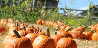 Як без зусиль виростити великі та смачні гарбузи