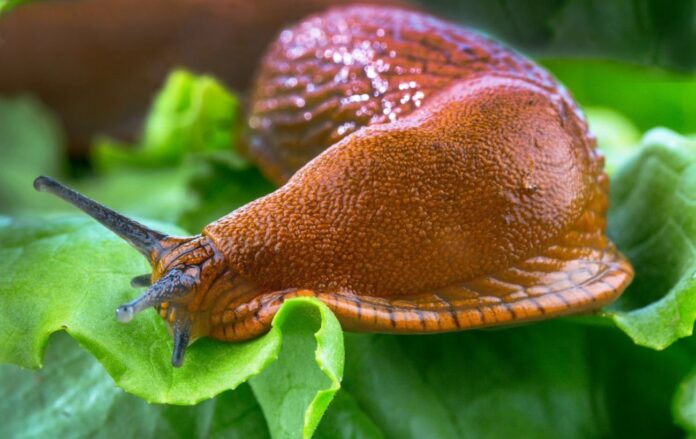 Як позбутись від слимаків на городі Як позбутись від слимаків на городі