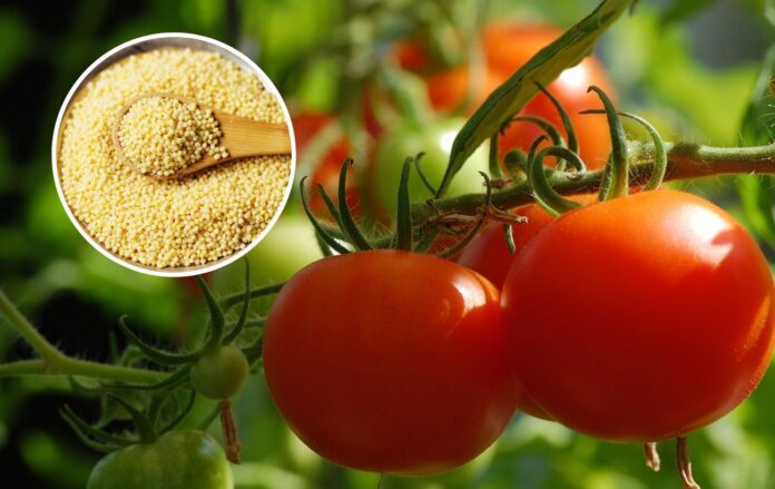 Для чого помідори посипають пшоном Для чого помідори посипають пшоном