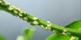 Як ефективно боротися з попелицею: поради  