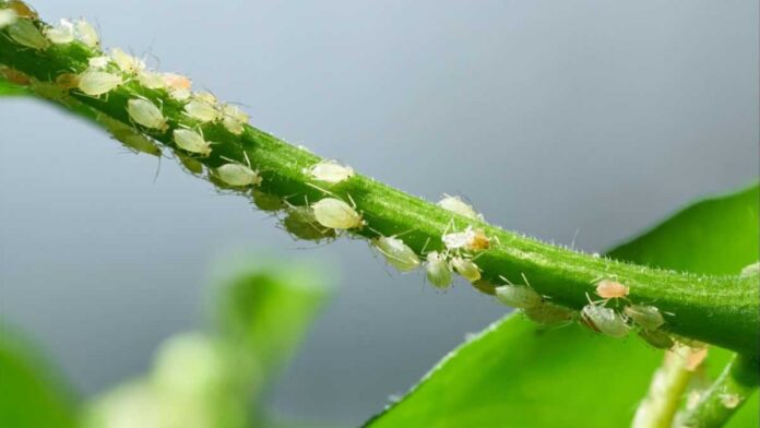 Як ефективно боротися з попелицею: поради  