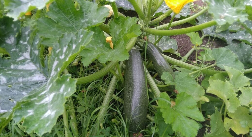 В липні роблю все по інструкції, яку дала сусідка: завдяки цим порадам баклажани ростуть, як на дріжджах 