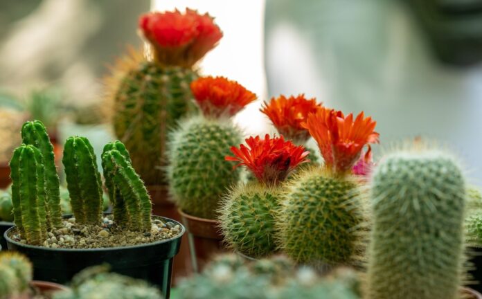 Що треба посадити вдома, аби захистити себе від негативного впливу техніки Що треба посадити вдома, аби захистити себе від негативного впливу техніки