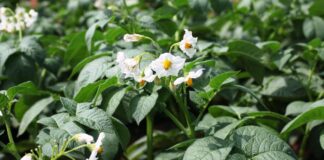 Колорадський жук втече після цього засобу: порада для городників 