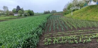 Як підготувати город до осінньої пори