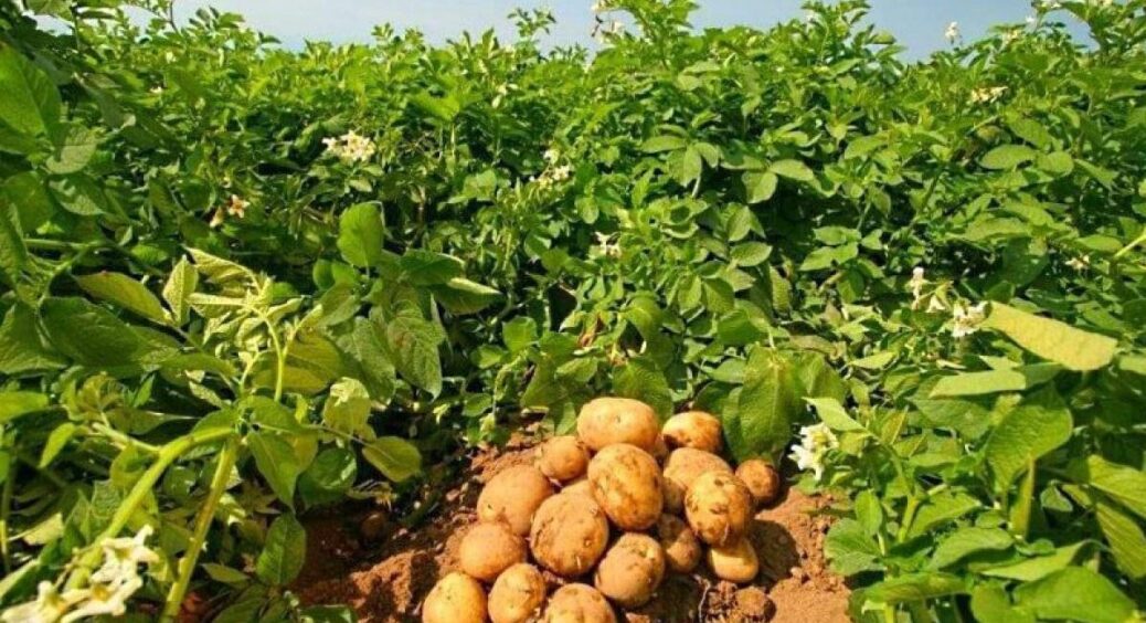 Поливала картоплю в один час протягом місяця і отримала неймовірний врожай: довелося продавати на ринку 