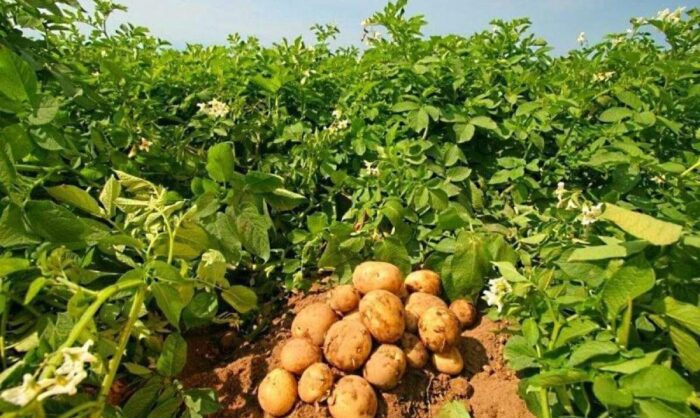 Досвідчені городники поділилися порадами щодо поливу та підживлення картоплі