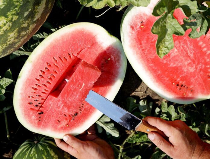 Яким чином можна зрозуміти, що кавун стиглий та соковитий Яким чином можна зрозуміти, що кавун стиглий та соковитий