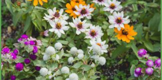 Правильно підібрані квіти радують око