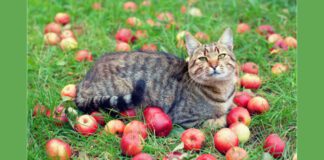 Експерти розповіли, як правильно обробляти опалі плоди в саду