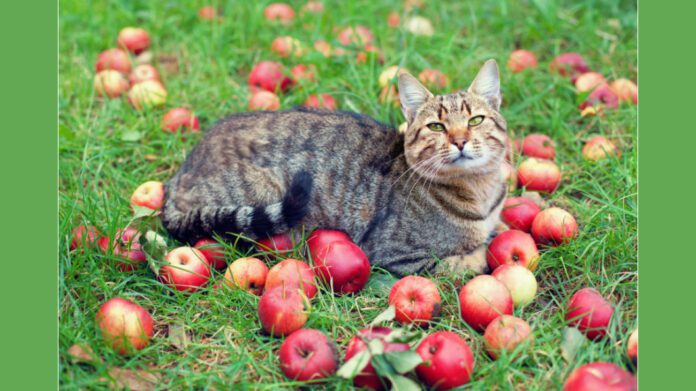 Експерти розповіли, як правильно обробляти опалі плоди в саду