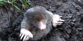 городники розповіли, як позбавитися шкідників 