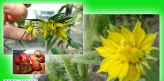 Махрові квіти на помідорах