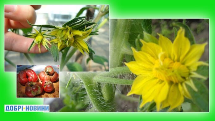 Махрові квіти на помідорах