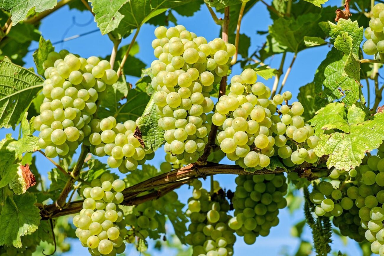 Садівники розповіли, чим найкраще підживлювати виноград в липні 