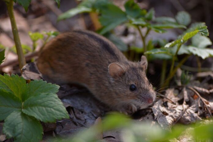 Ефективні методи боротьби із гризунами на ділянці: секрети Ефективні методи боротьби із гризунами на ділянці: секрети