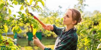 Фермер підказав, які дерева потрібно обов'язково обрізати перед осінню