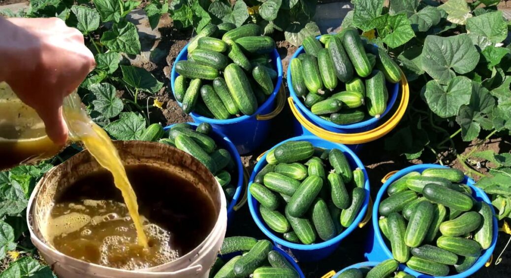 Полила цим розчином огірки у кінці серпня і вони знову позеленішали: про такий метод ще не чули 